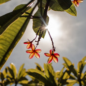 Botanical