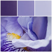 Purple Art