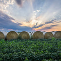 Farm Art