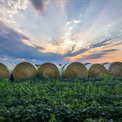 Farm Art