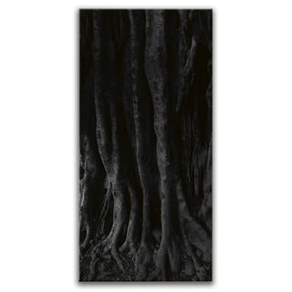 Banyan Tree, Maui - Black and White