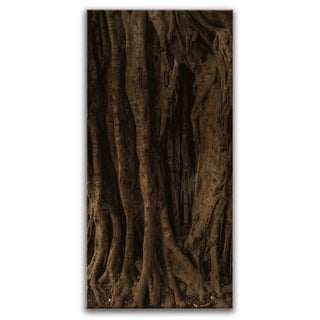 Banyan Tree, Maui