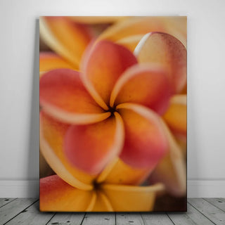Core Plumeria, Maui