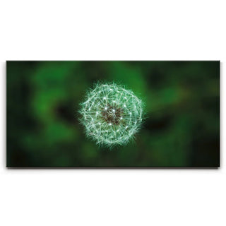 Dandelion Dreams