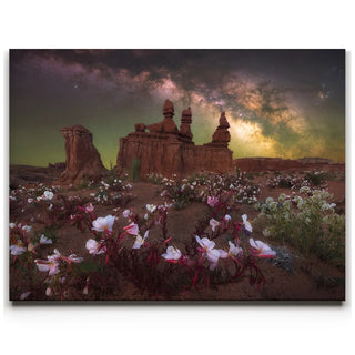 Desert Bloom - Goblin Valley State Park, Utah