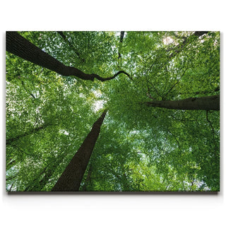 Emerald Forest Light