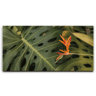 Monstera Visitor - Maui, HI