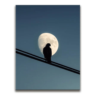 Night Hawk