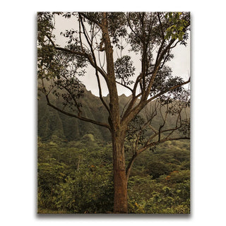 Not a Lonely Tree-Oahu, HI