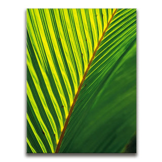Palm Serenity