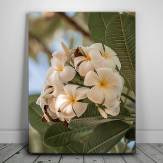 Pure Plumeria, Maui