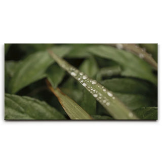 Serene Drops on Green-Oahu, HI