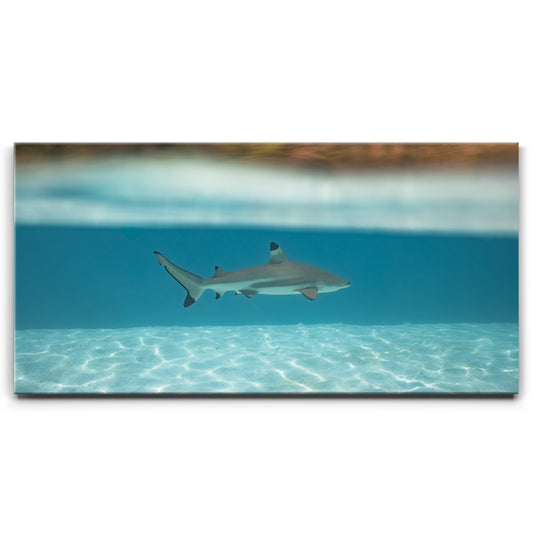 Shark Cruising - Tahiti Posters, Prints, & Visual Artwork TheGoatWallArt LANDSCAPE - WIDE 30x15 0.75" STANDARD