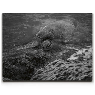 Shoreline Rest - Maui, HI