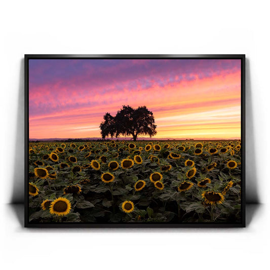 Sunflowers - Central Valley, California Posters, Prints, & Visual Artwork TheGoatWallArt