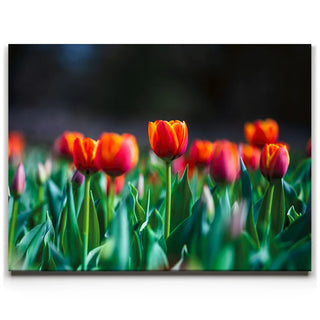 Tulip Harmony