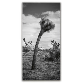 Twist and Shout, Joshua Tree