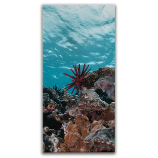 Underwater Star, Maui
