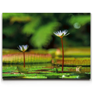 Water Lily Serenity