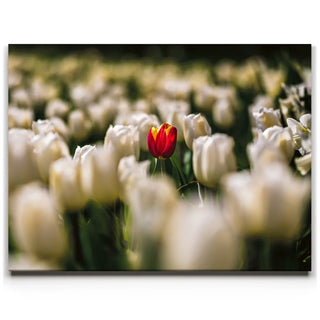 White Tulip Dream
