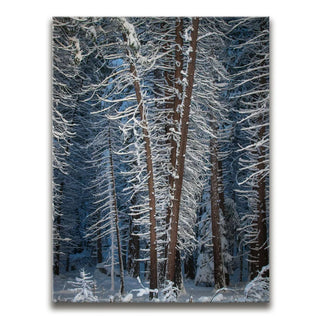 Yosemite Snowfall