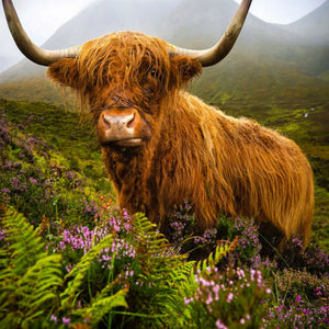 Animal Art