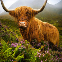 Animals