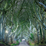 Landscape Art