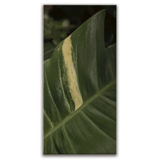 A Detail In Green - Maui, Hawaii