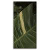 Featured image 1 for A Detail In Green - Maui, Hawaii