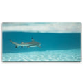 Featured image 1 for A Turn To The Blue - Tahiti