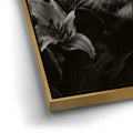 Thumbnail image 13 for African Lion Queen