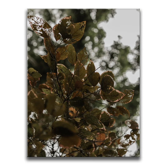 Aging In Nature - Maui, Hawaii