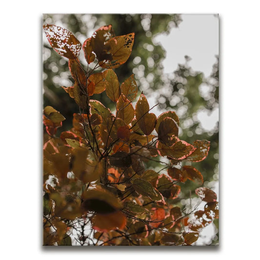 Aging In Nature - Maui, Hawaii Posters, Prints, & Visual Artwork TheGoatWallArt PORTRAIT 18x24 0.75" STANDARD