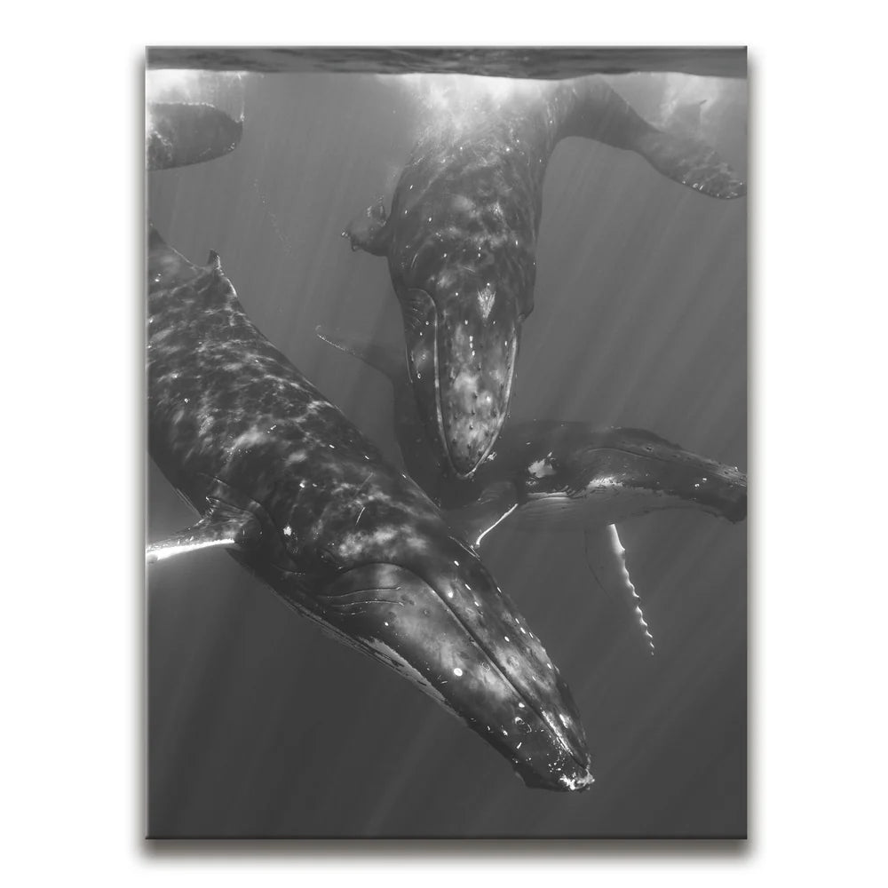 Featured image 1 for All Together In B&W - Tahiti