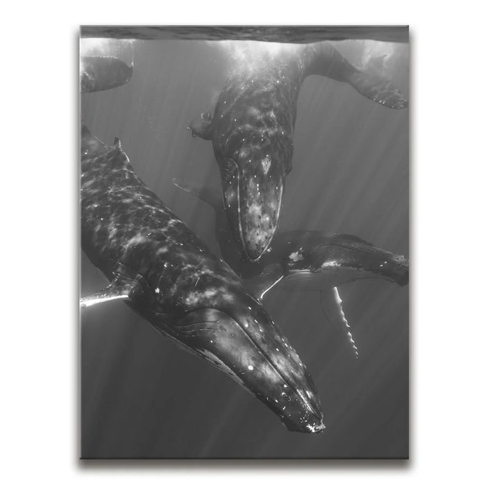 Featured image 1 for All Together In B&W - Tahiti