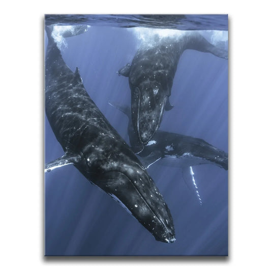 All Together In Blue - Tahiti