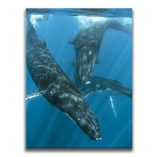 All Together In Blue - Tahiti Posters, Prints, & Visual Artwork TheGoatWallArt PORTRAIT 18x24 0.75" STANDARD