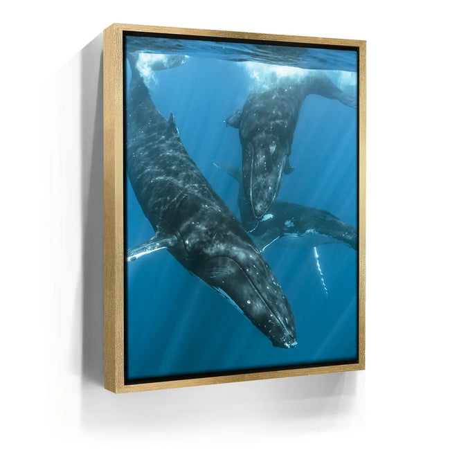 Featured image 7 for All Together In Blue - Tahiti