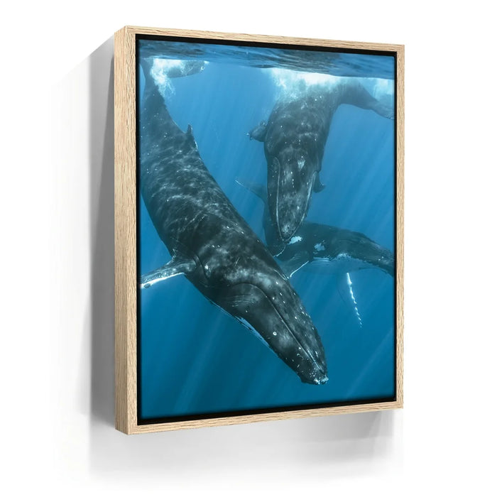 Featured image 9 for All Together In Blue - Tahiti