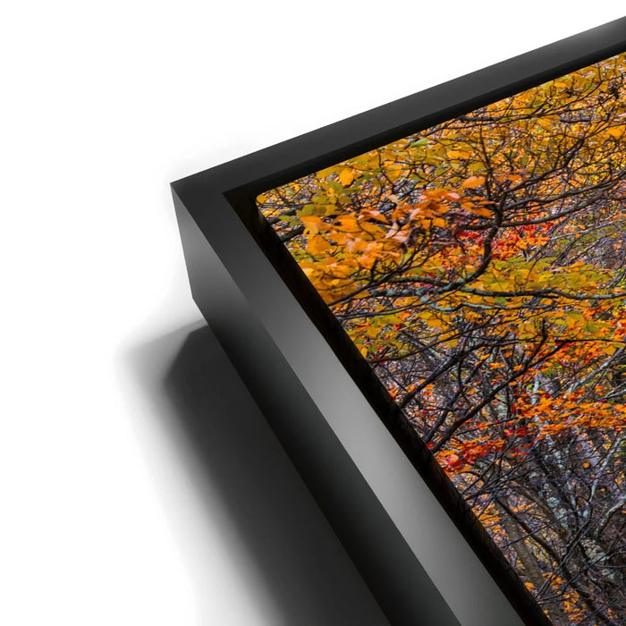 Featured image 11 for Amber Trail