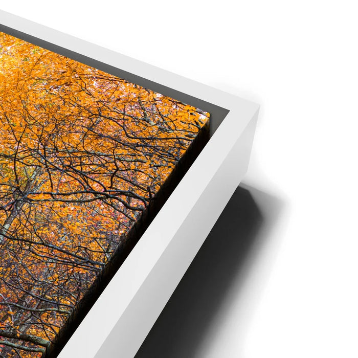 Featured image 13 for Amber Trail