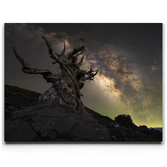 Ancient - Ancient Bristlecone Pine Forest, California Posters, Prints, & Visual Artwork TheGoatWallArt LANDSCAPE 24x18 0.75" STANDARD