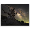 Featured image 1 for Ancient - Ancient Bristlecone Pine Forest, California