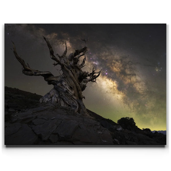 Featured image 1 for Ancient - Ancient Bristlecone Pine Forest, California