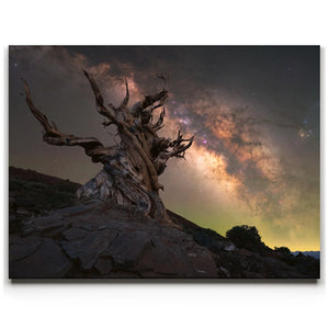 Ancient - Ancient Bristlecone Pine Forest, California