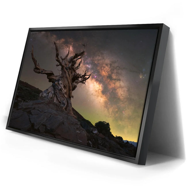 Featured image 2 for Ancient Bristlecone Pine Forest, California