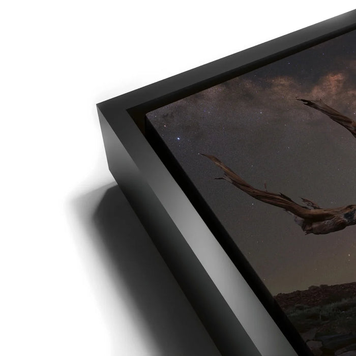 Featured image 11 for Ancient - Ancient Bristlecone Pine Forest, California