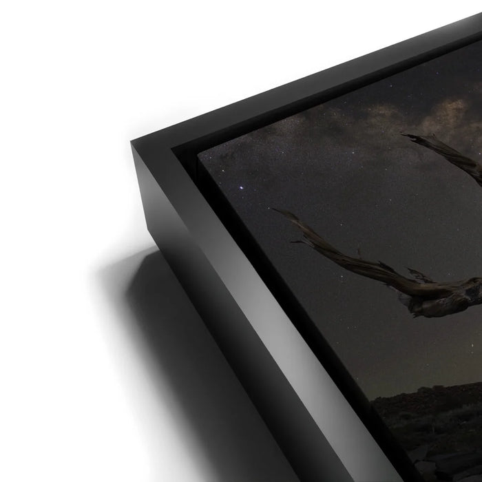 Featured image 12 for Ancient - Ancient Bristlecone Pine Forest, California