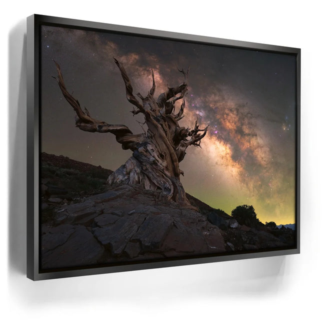 Featured image 5 for Ancient Bristlecone Pine Forest, California